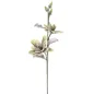 MAGNOLIA X2 Zielony 25X98 cm min 12